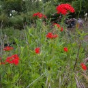 Lychnis chalcedonica