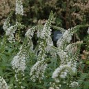 Lysimachia clethroides