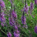 Lythrum salicaria