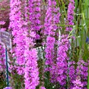 Lythrum virgatum 'Dropmore Purple'