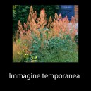 Macleaya microcarpa 'Kelway's Coral Plume'