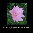 Malva alcea 'Fastigiata'