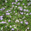 Mazus reptans