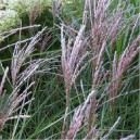 Miscanthus sinensis 'Kleine Fontäne'