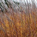 Miscanthus sinensis purpurascens
