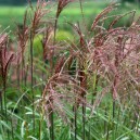 Miscanthus sinensis 'Malepartus'
