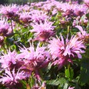 Monarda 'Beauty of Cobham'