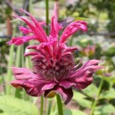 Monarda 'Mahogany'
