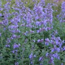 Nepeta faassenii 'Six Hills Giant'