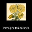 Oenothera fruticosa 'Fyrverkeri'