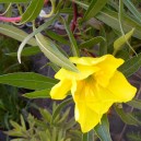 Oenothera macrocarpa sin. missouriensis