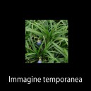 Ophiopogon japonicus ‘Minor’