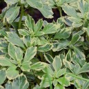 Pachysandra terminalis 'Variegata'
