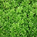 Pachysandra terminalis