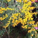 Solidago rugosa 'fireworks'