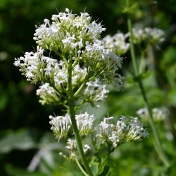 Centranthus ruber 'Albus'