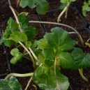 Acanthus mollis