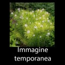 Amsonia hubrichtii
