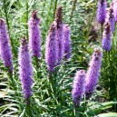 Liatris spicata