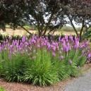 Liatris spicata 'Kobold'