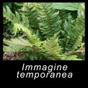 Polystichum aculeatum