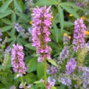 Stachys monnieri 'Hummelo'