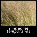 Stipa tenuissima 'Pony Tails'