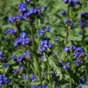Anchusa azurea 'Loddon Royalist'