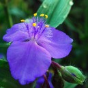 Tradescantia (A) 'Zwanenburg Blue'