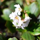 Bergenia 'Bressingham White'