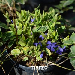 Vinca minor 'Argenteovariegata'