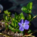 Vinca major 'Reticulata'