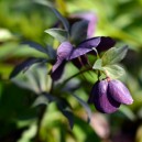 Helleborus orientalis 'Blue Lady'