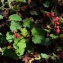 Heuchera sanguinea 'Leuchtkäfer'