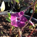 Vinca minor 'Atropurpurea'