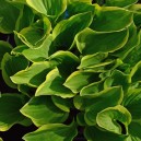 Hosta 'Golden Tiara'