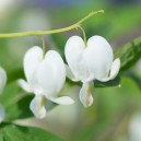Dicentra spectabilis 'Alba'