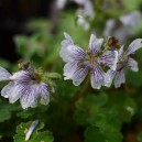 Geranium renardii