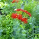 Lychnis chalcedonica