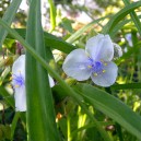 Tradescantia (A) 'Osprey'