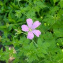 Geranium endressii