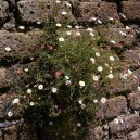 Erigeron karvinskianus