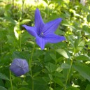 Platycodon grandiflorus 'Mariesii'