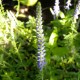 Veronica spicata nana 'Blauteppich'