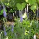 Veronica spicata nana 'Blauteppich'