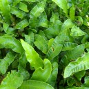 Asplenium scolopendrium Undulatum