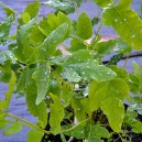 Osmunda regalis