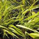 Hakonechloa macra 'Aurea'