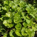 Gunnera magellanica