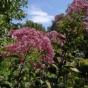 Eupatorium maculatum 'Riesenschirm'®